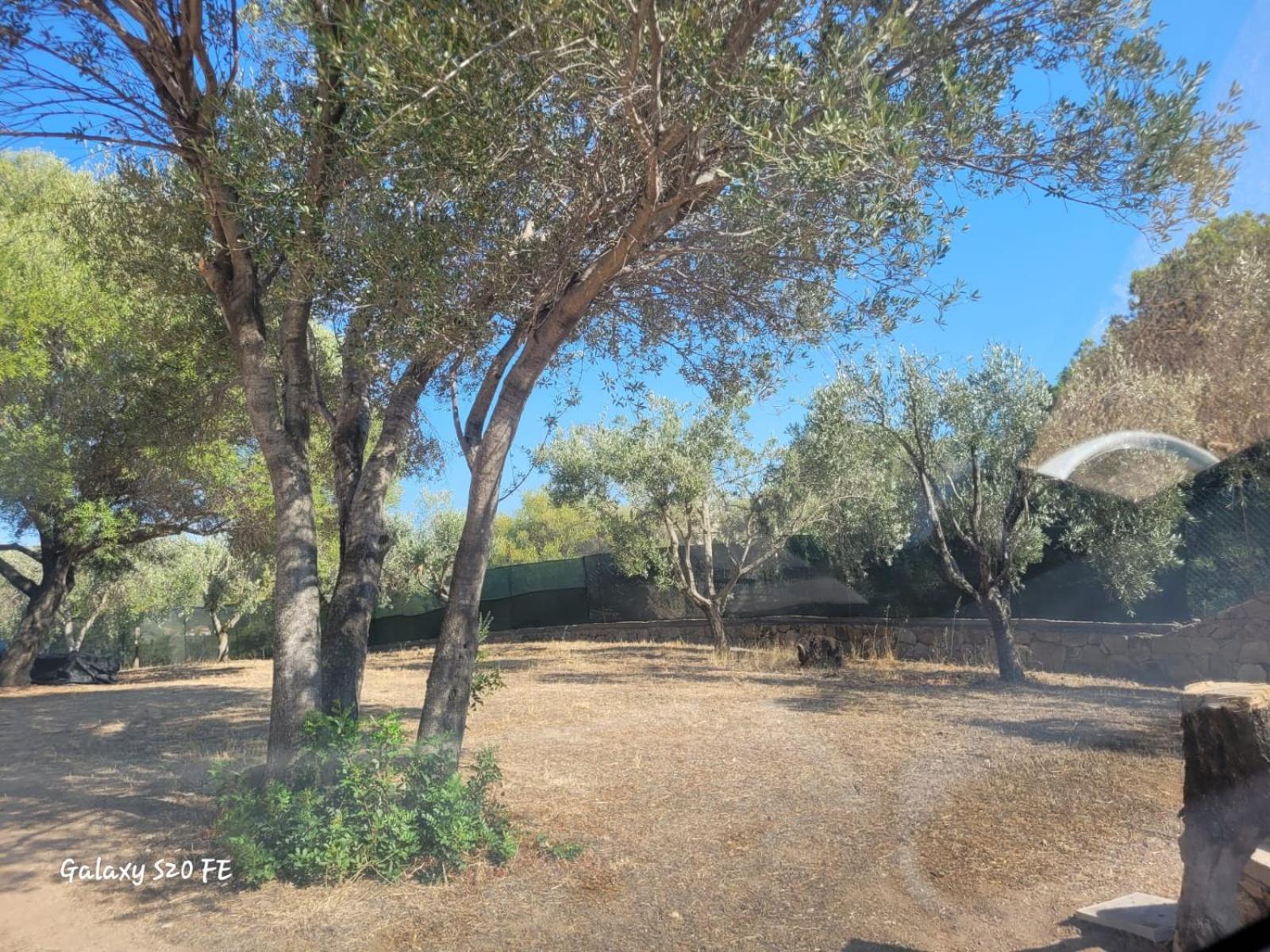 Residenza Degli Ulivi Daire Olbia Dış mekan fotoğraf